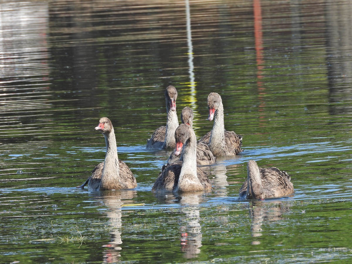 Black Swan - ML647754019