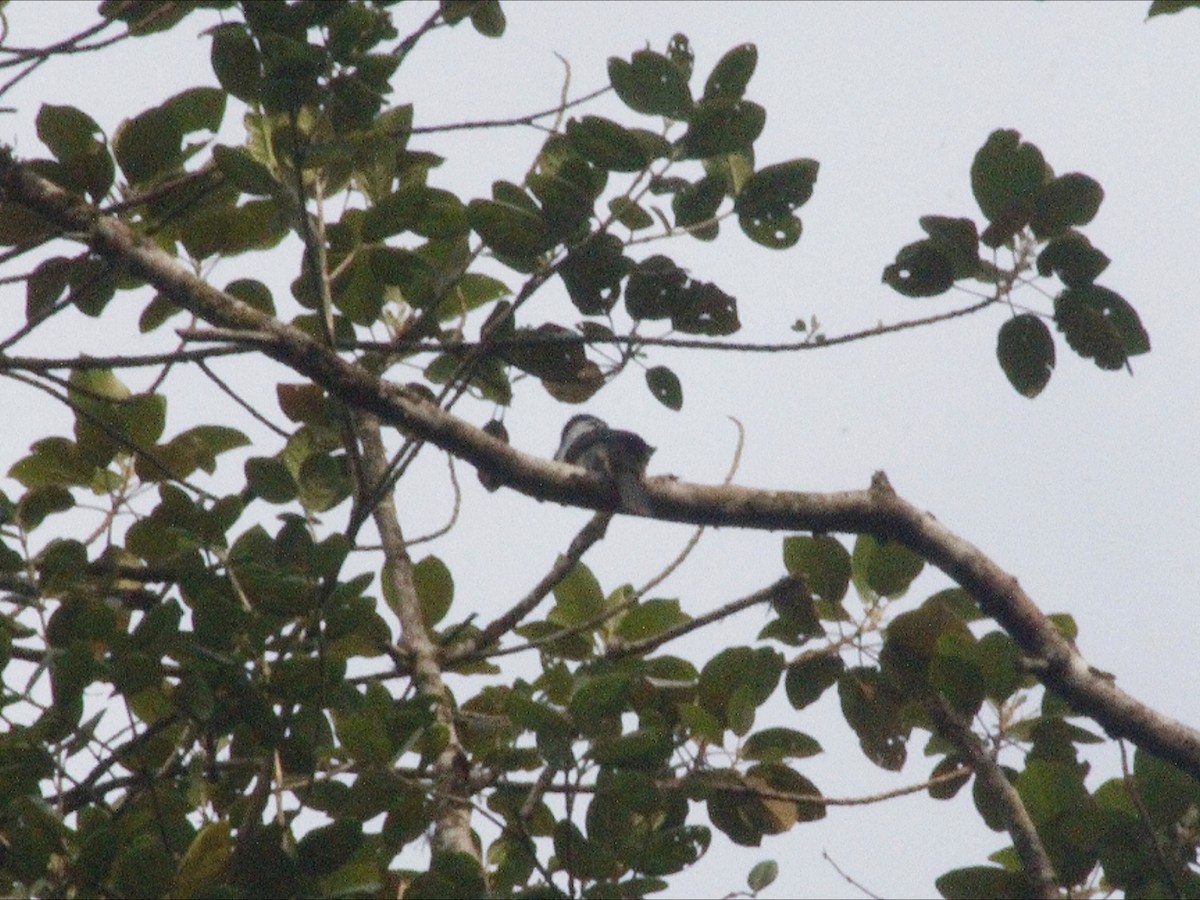 Buff-bellied Puffbird - ML647754020