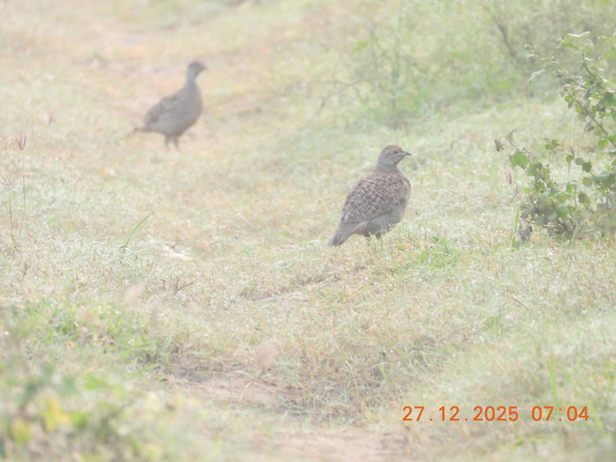 Gray Francolin - ML647754021