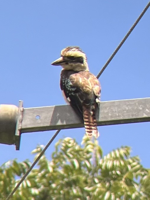 Laughing Kookaburra - ML647754023