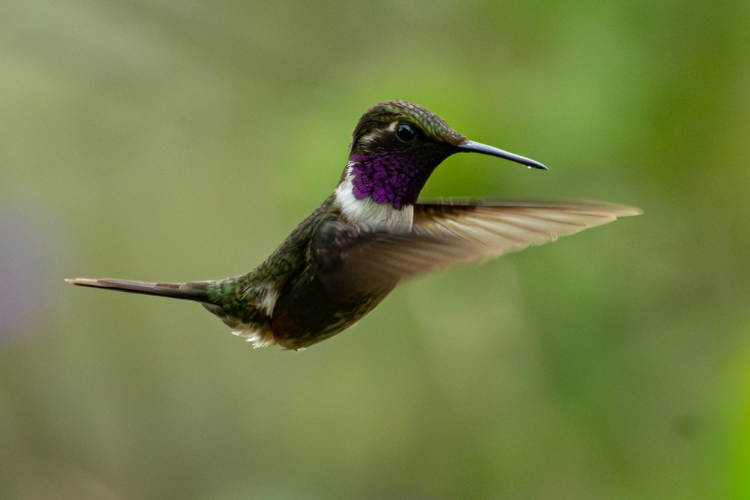Purple-throated Woodstar - ML647754025