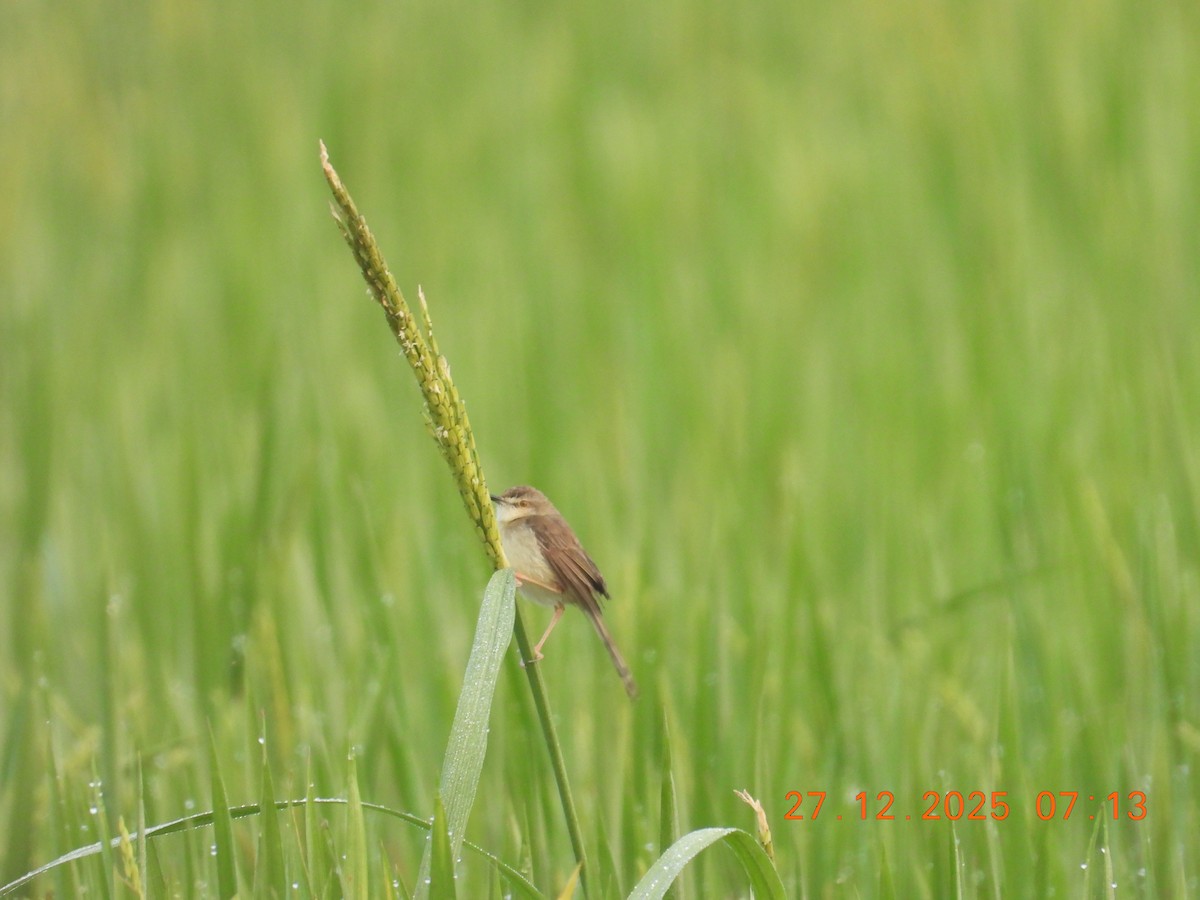 Prinia Sencilla - ML647754052
