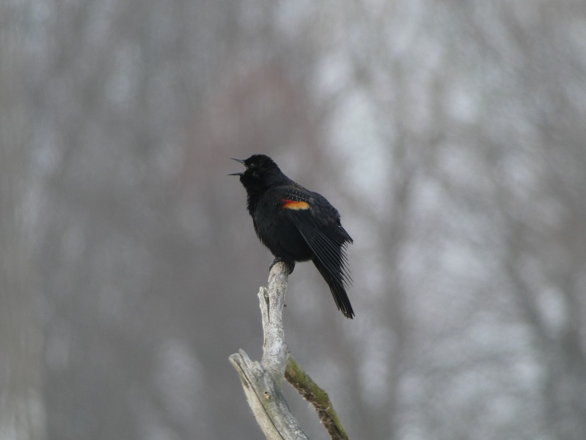 Red-winged Blackbird - ML647754097