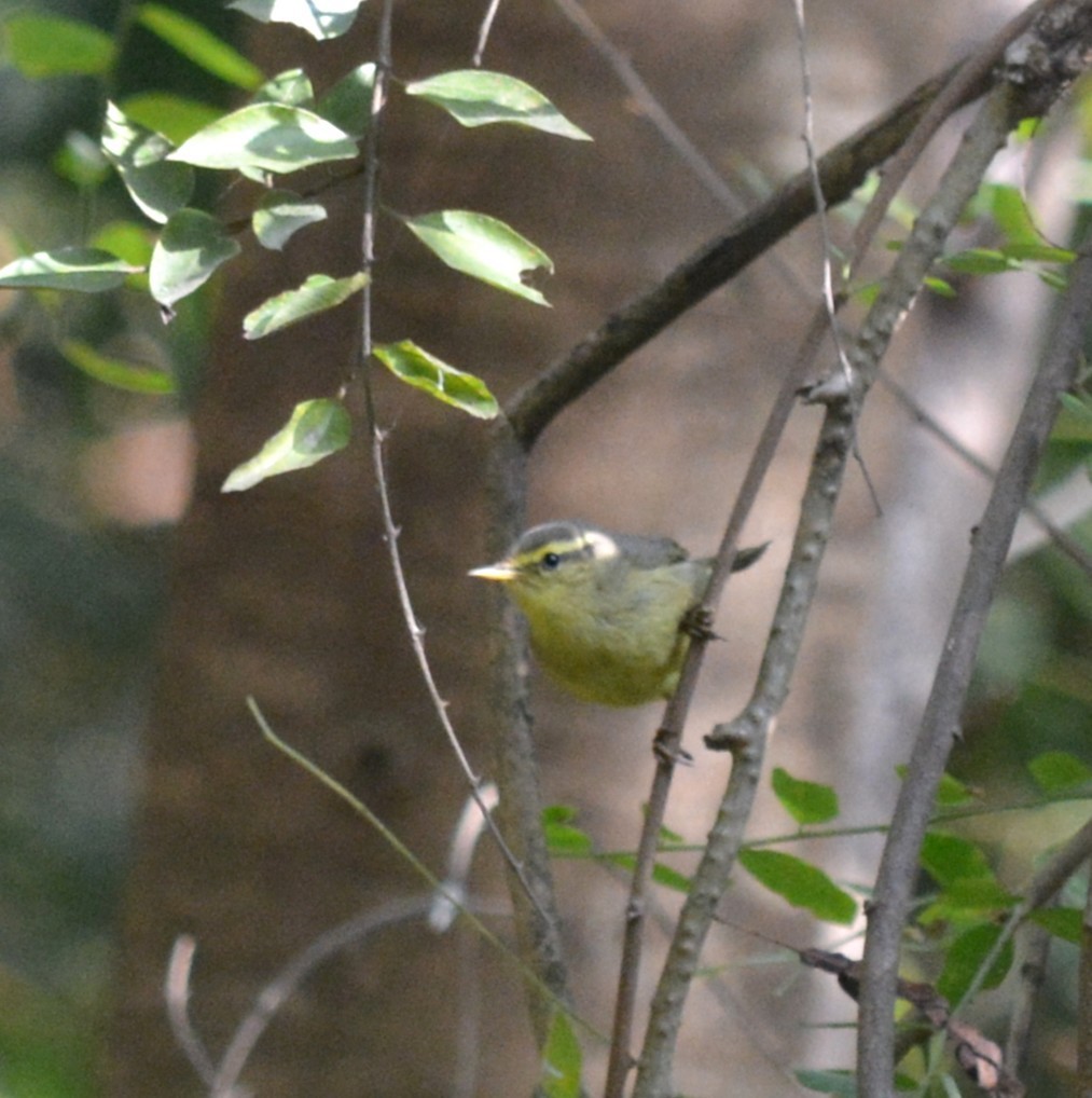 Tickell Çıvgını - ML647754111