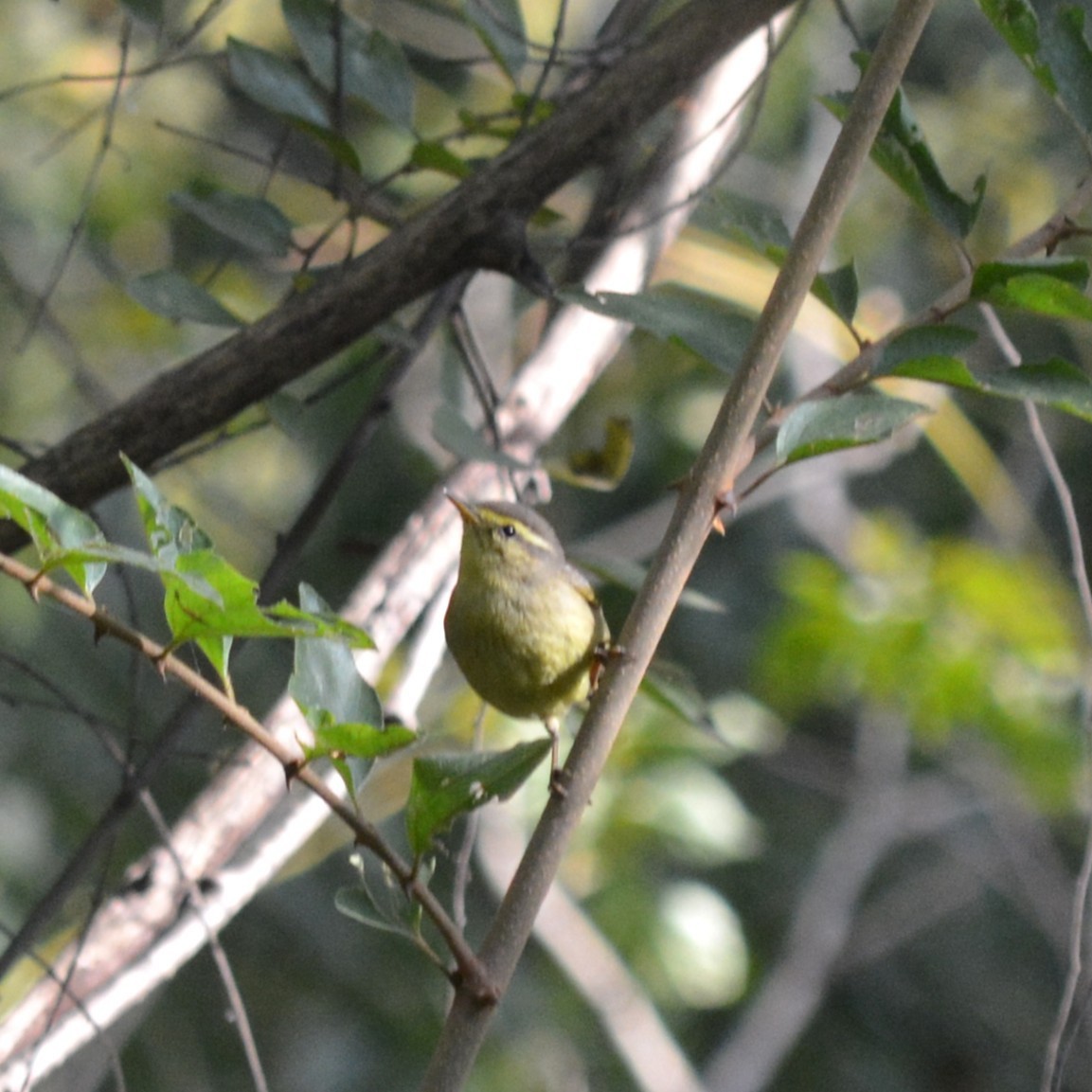 Tickell Çıvgını - ML647754112