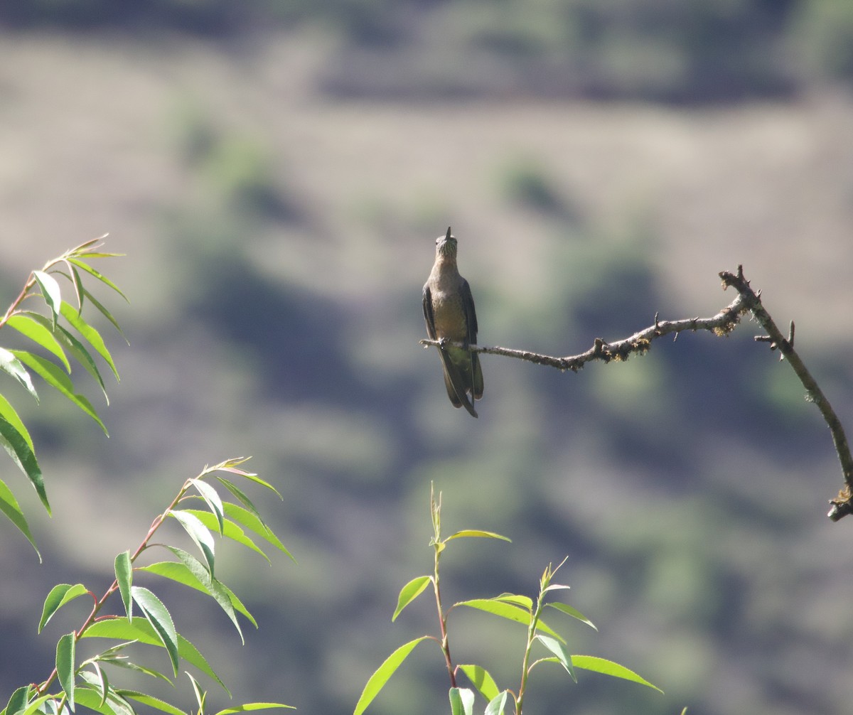 kjempekolibri - ML647754138