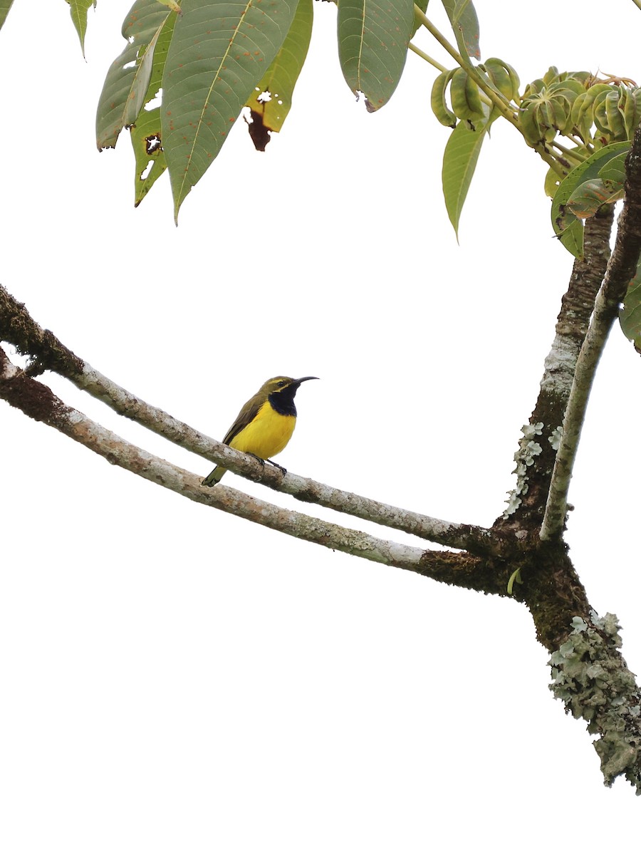 Sahul Sunbird - ML647754153