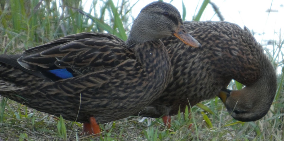 Stock-/Floridaente - ML647754159