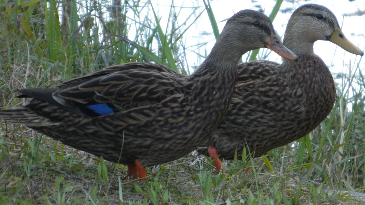 Stock-/Floridaente - ML647754160