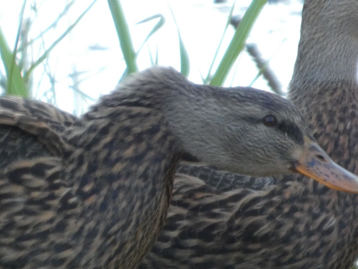 Stock-/Floridaente - ML647754164