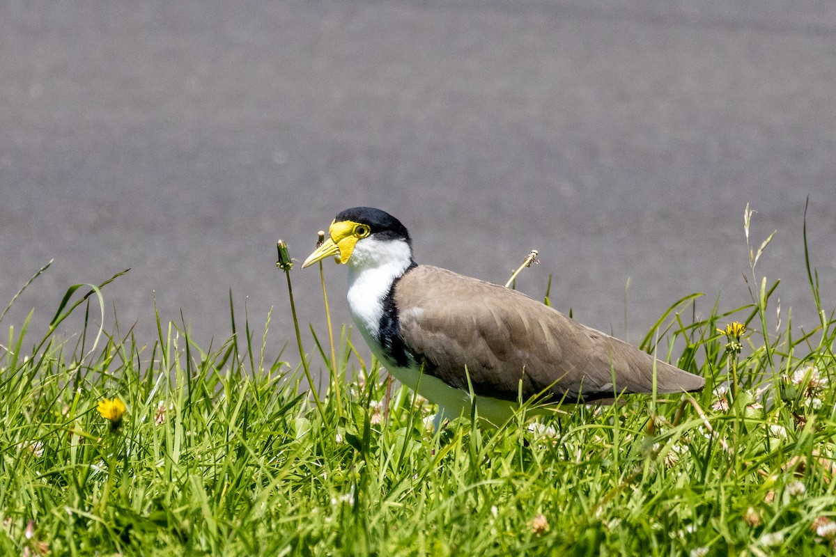 Hegabera maskaraduna - ML647754211