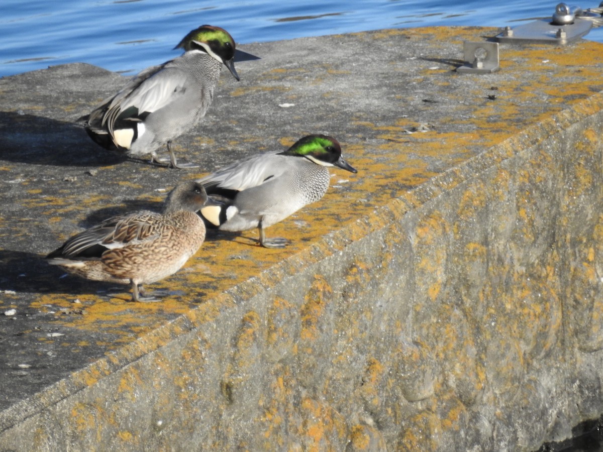 Falcated Duck - ML647754229