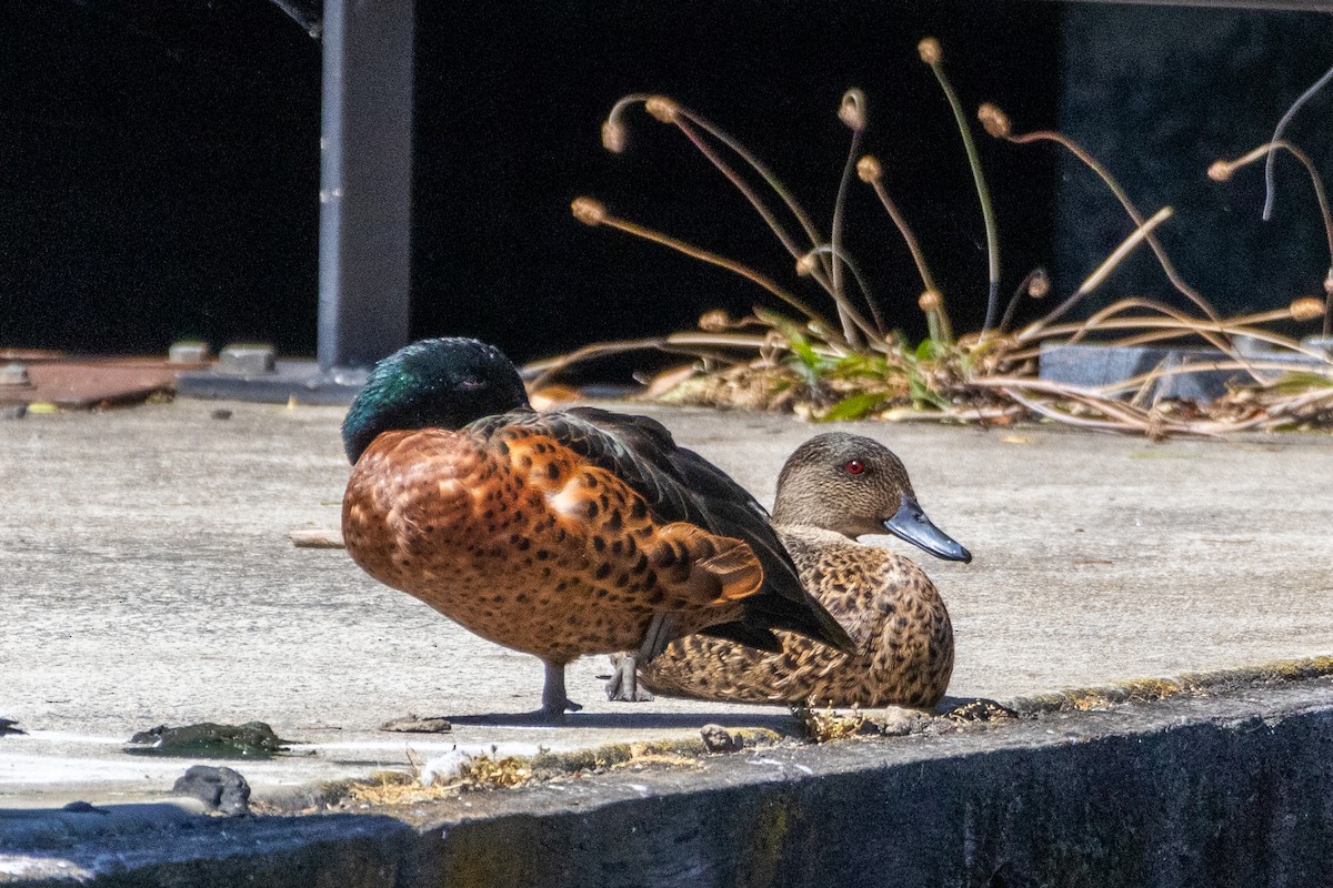 Chestnut Teal - ML647754242