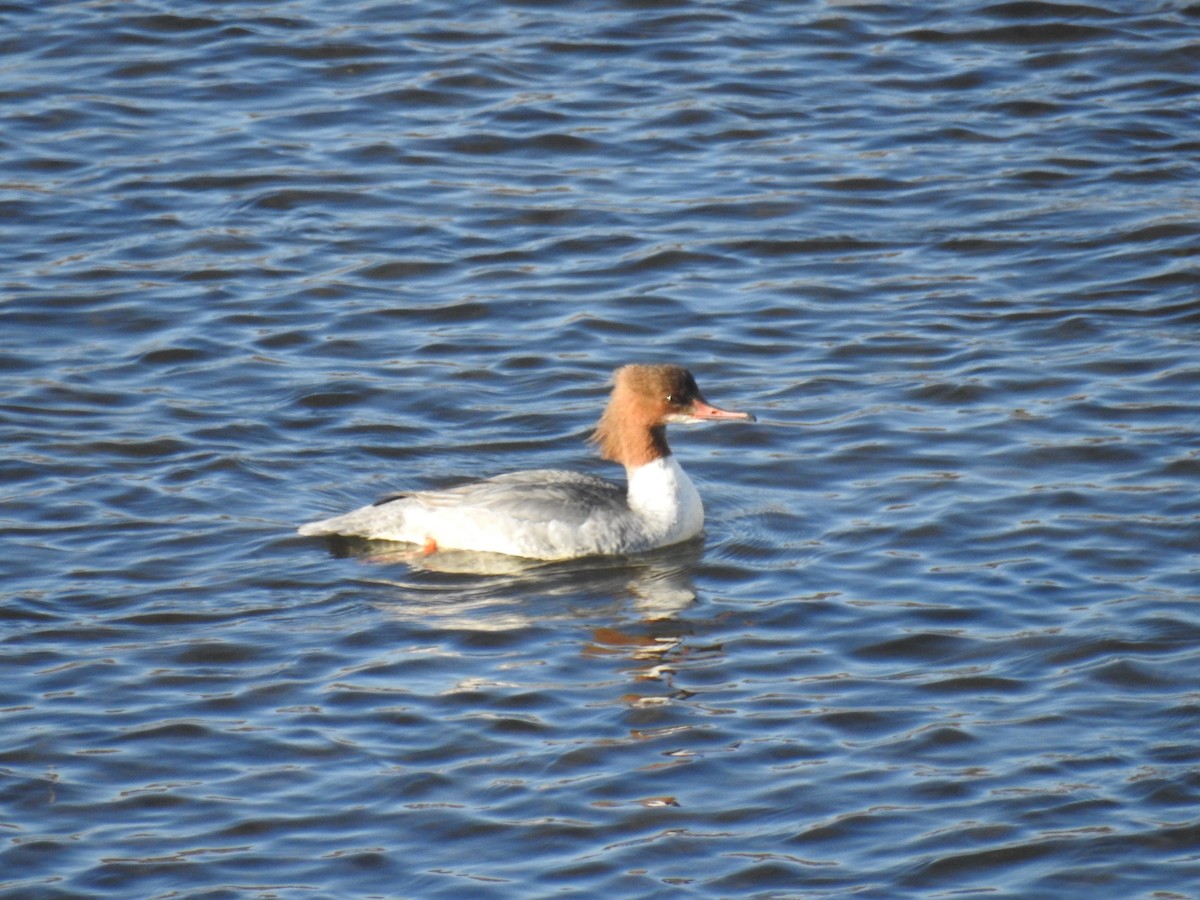 Common Merganser - ML647754249