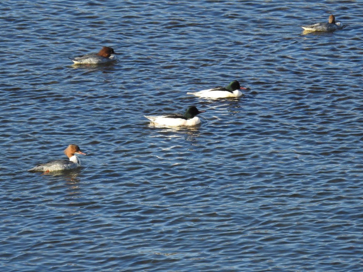 Common Merganser - ML647754250