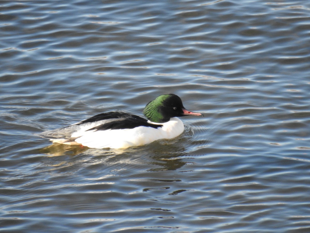 Common Merganser - ML647754251