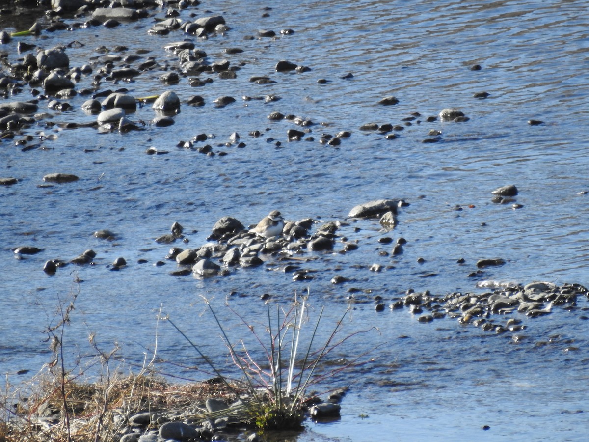 Long-billed Plover - ML647754260