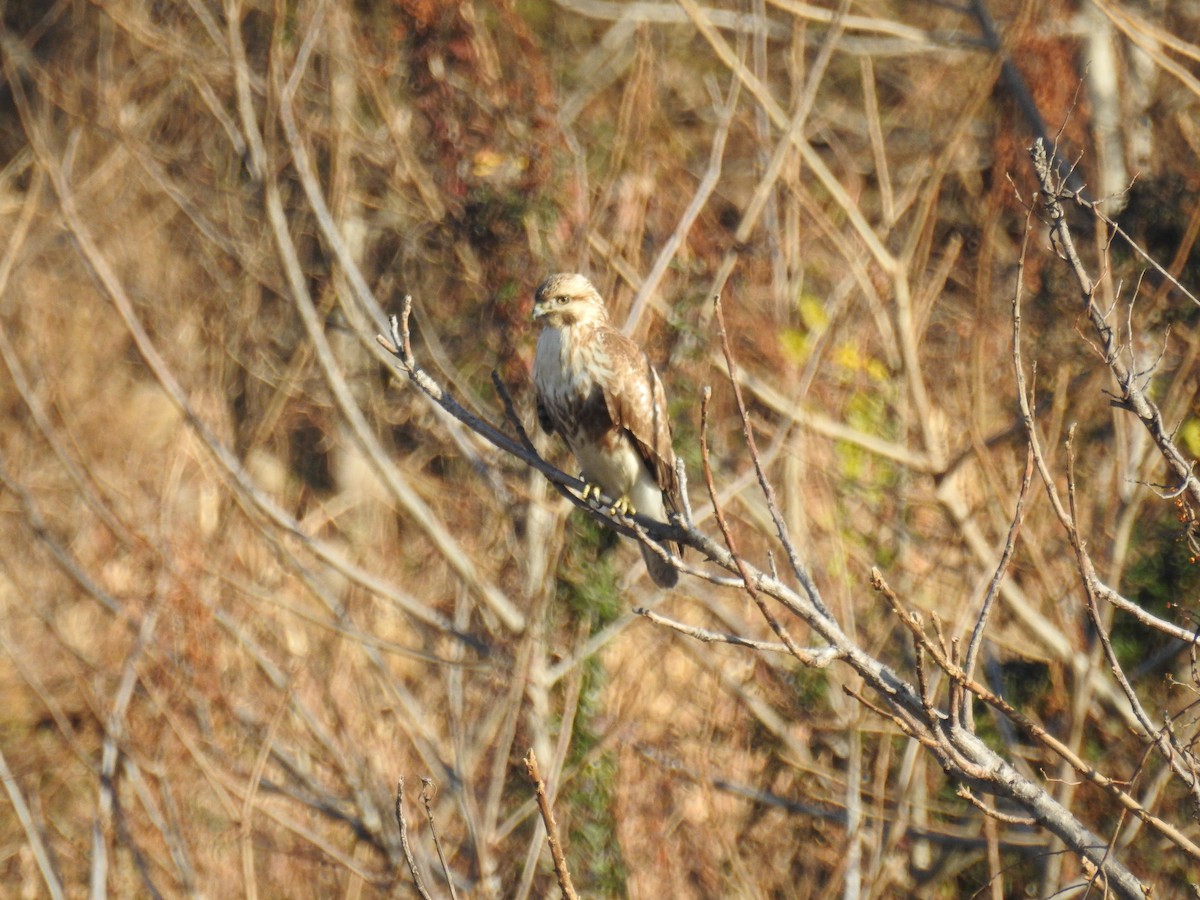 Eastern Buzzard - ML647754266