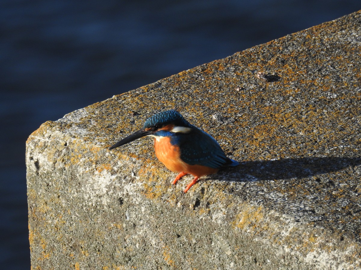 Common Kingfisher - ML647754275