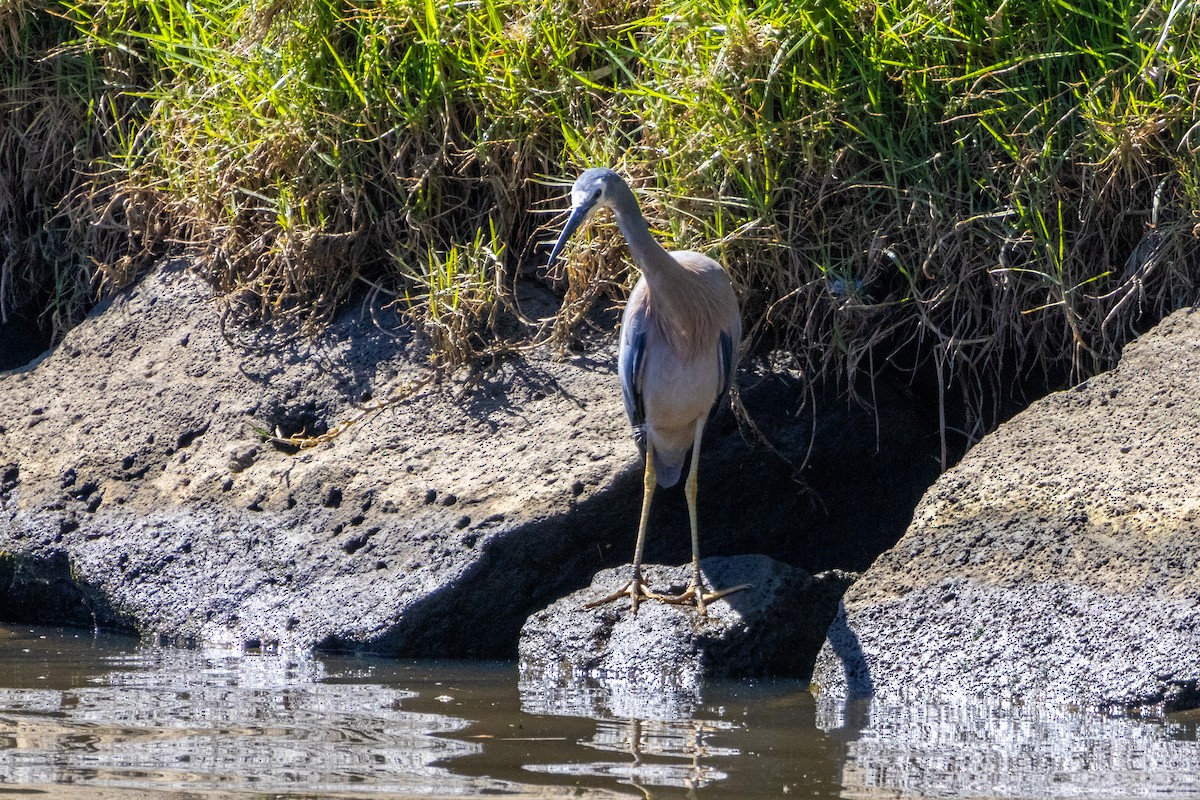 White-faced Heron - ML647754280