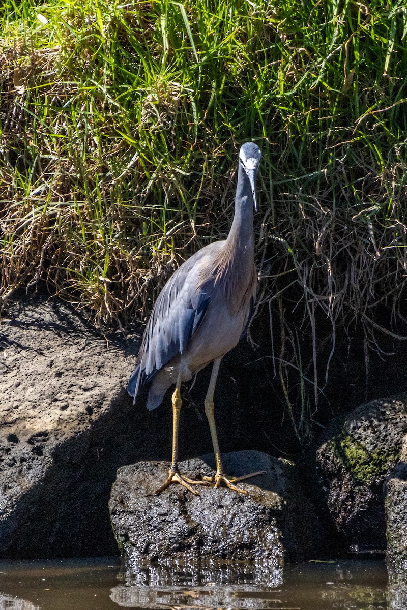 White-faced Heron - ML647754281