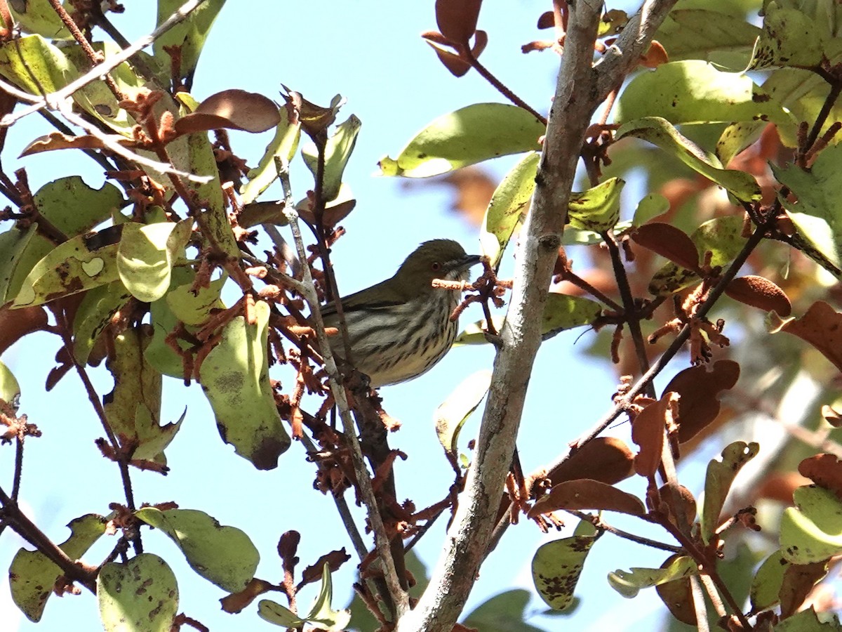 Yellow-vented Flowerpecker - ML647754282