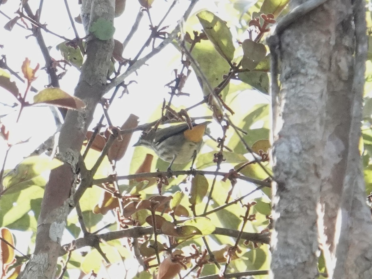 Yellow-vented Flowerpecker - ML647754283