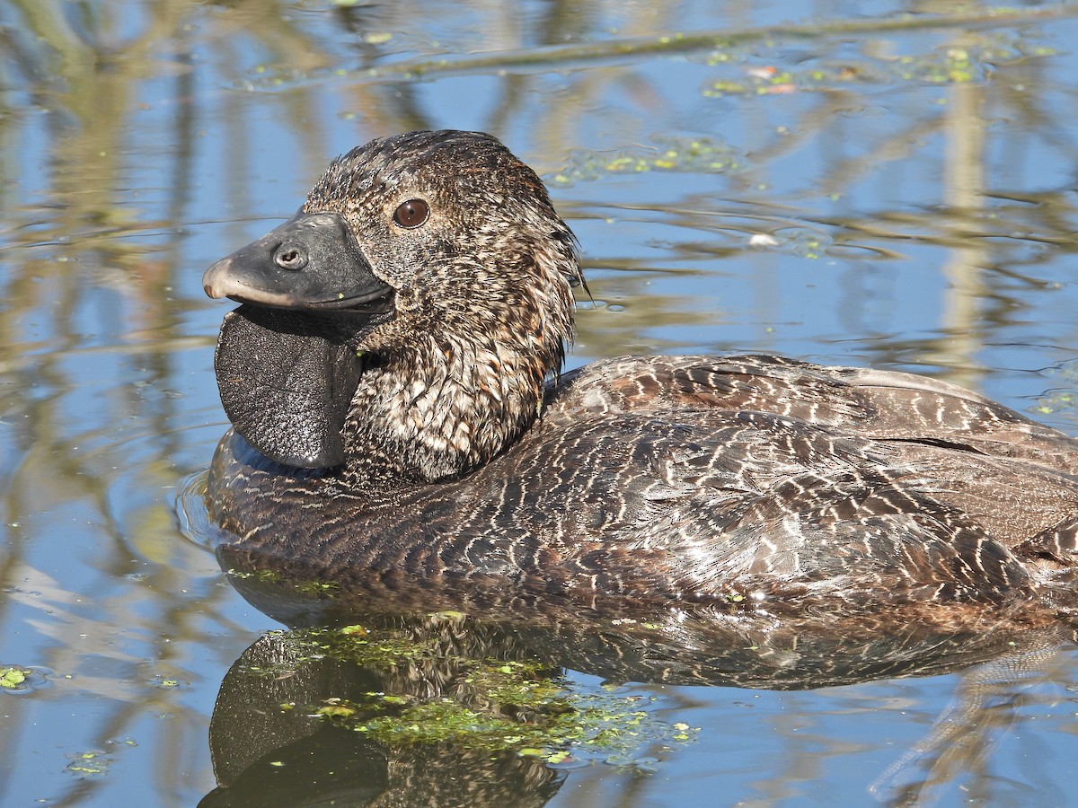 Musk Duck - ML647754286