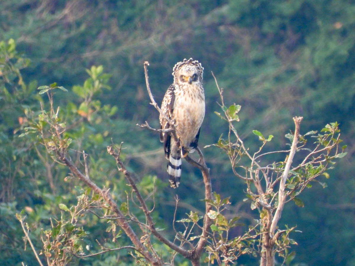 Crested Serpent-Eagle - ML647754288