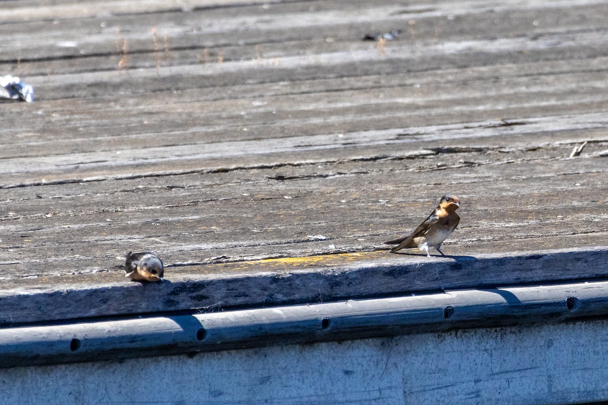 Welcome Swallow - ML647754289