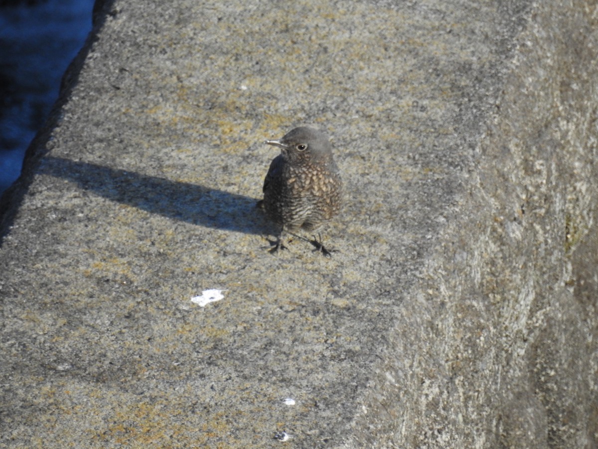 Blue Rock-Thrush - ML647754290