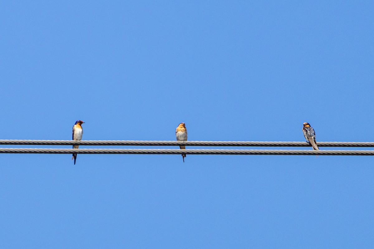 Welcome Swallow - ML647754291