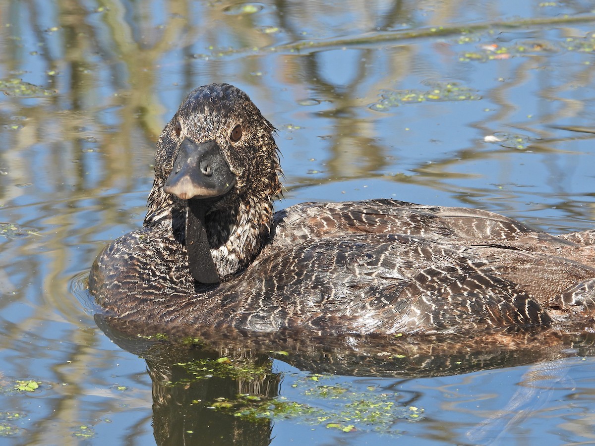 Musk Duck - ML647754292