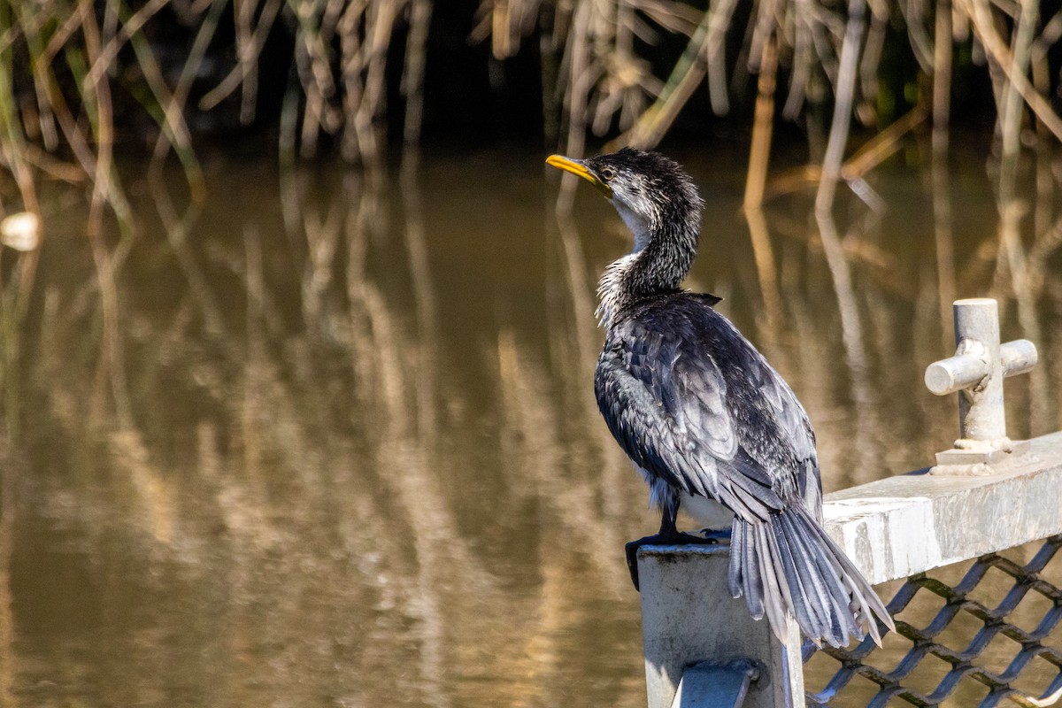 Little Pied Cormorant - ML647754295