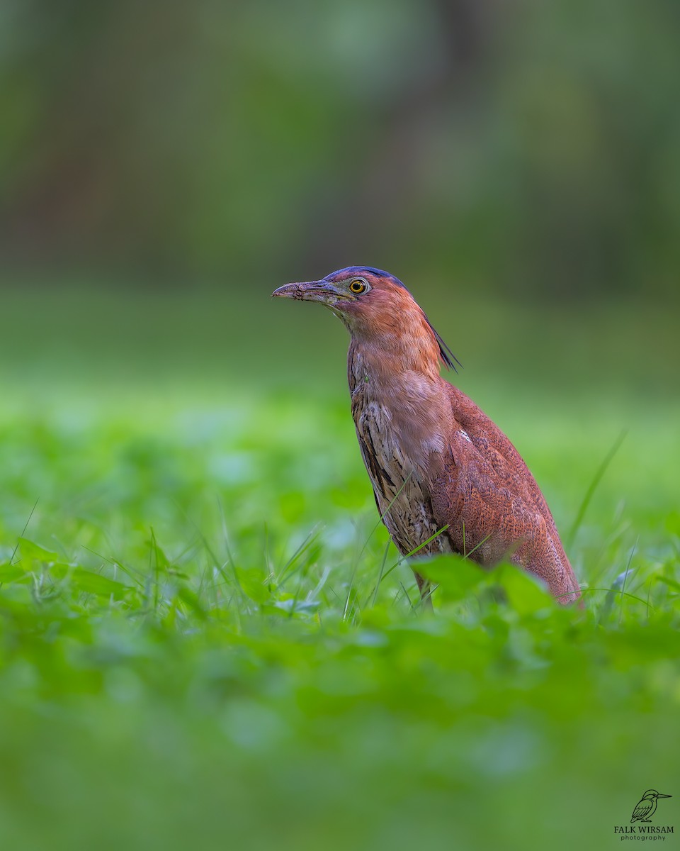 Malayan Night Heron - ML647754297
