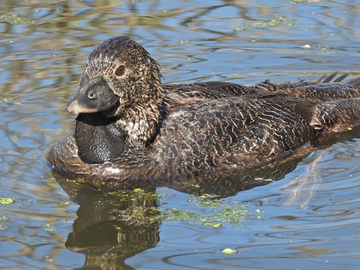 Musk Duck - ML647754298