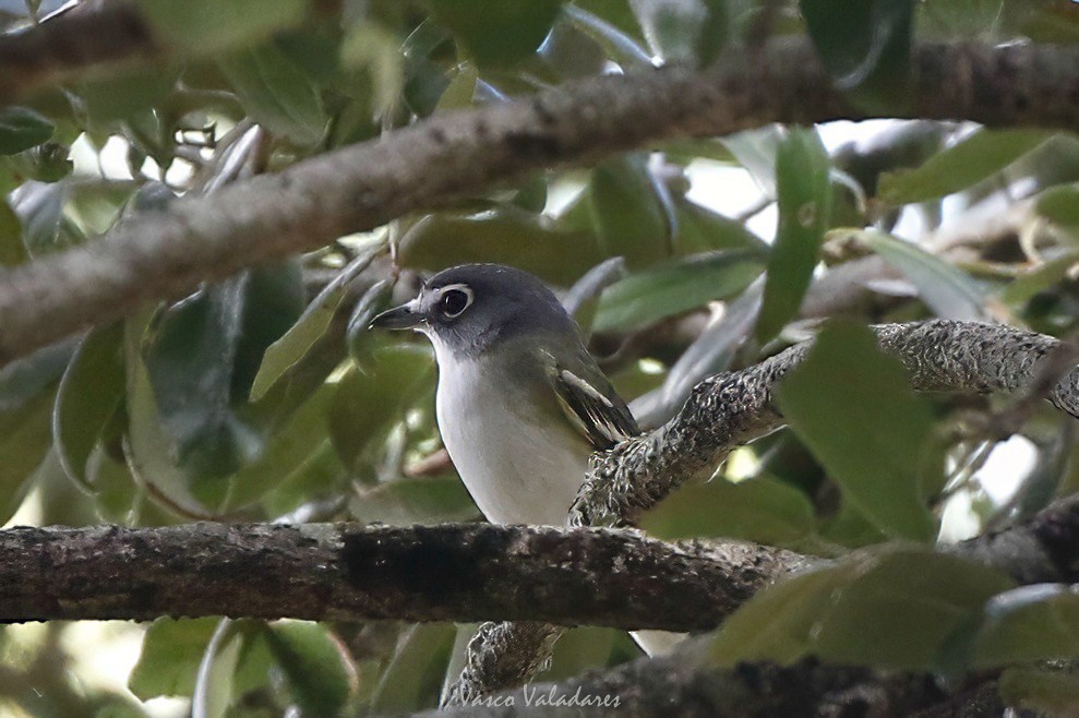 Blue-headed Vireo - ML647754299