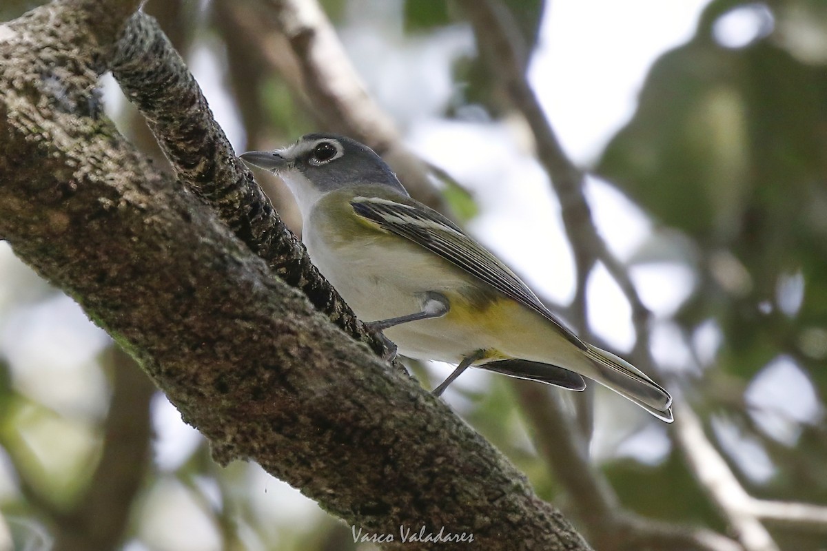 Blue-headed Vireo - ML647754300