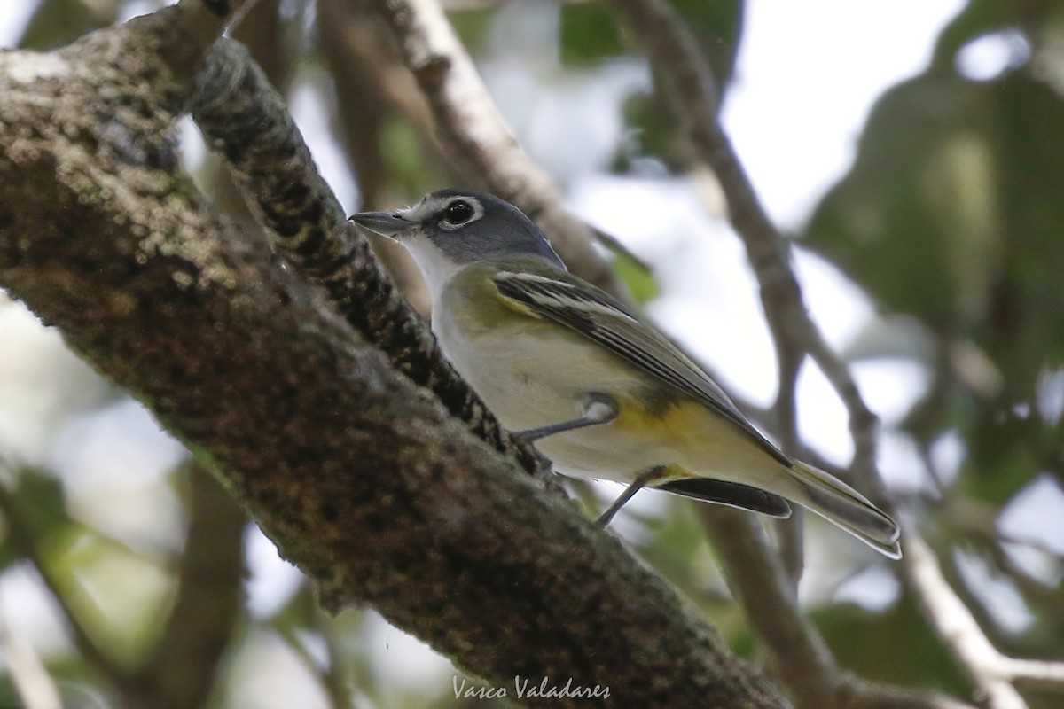 Blue-headed Vireo - ML647754301