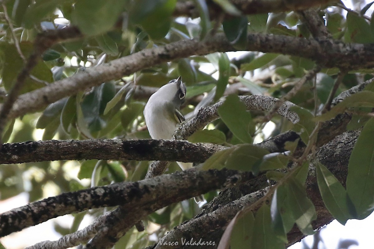 Blue-headed Vireo - ML647754302