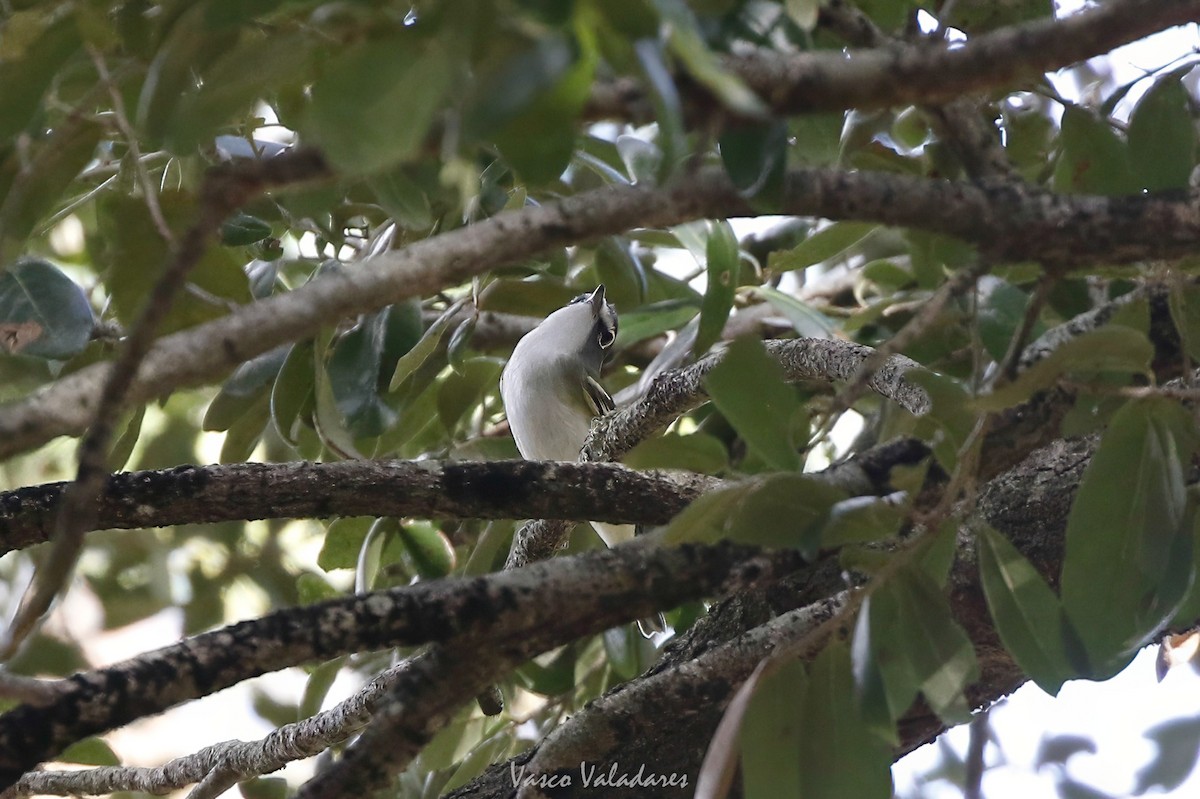 Blue-headed Vireo - ML647754303