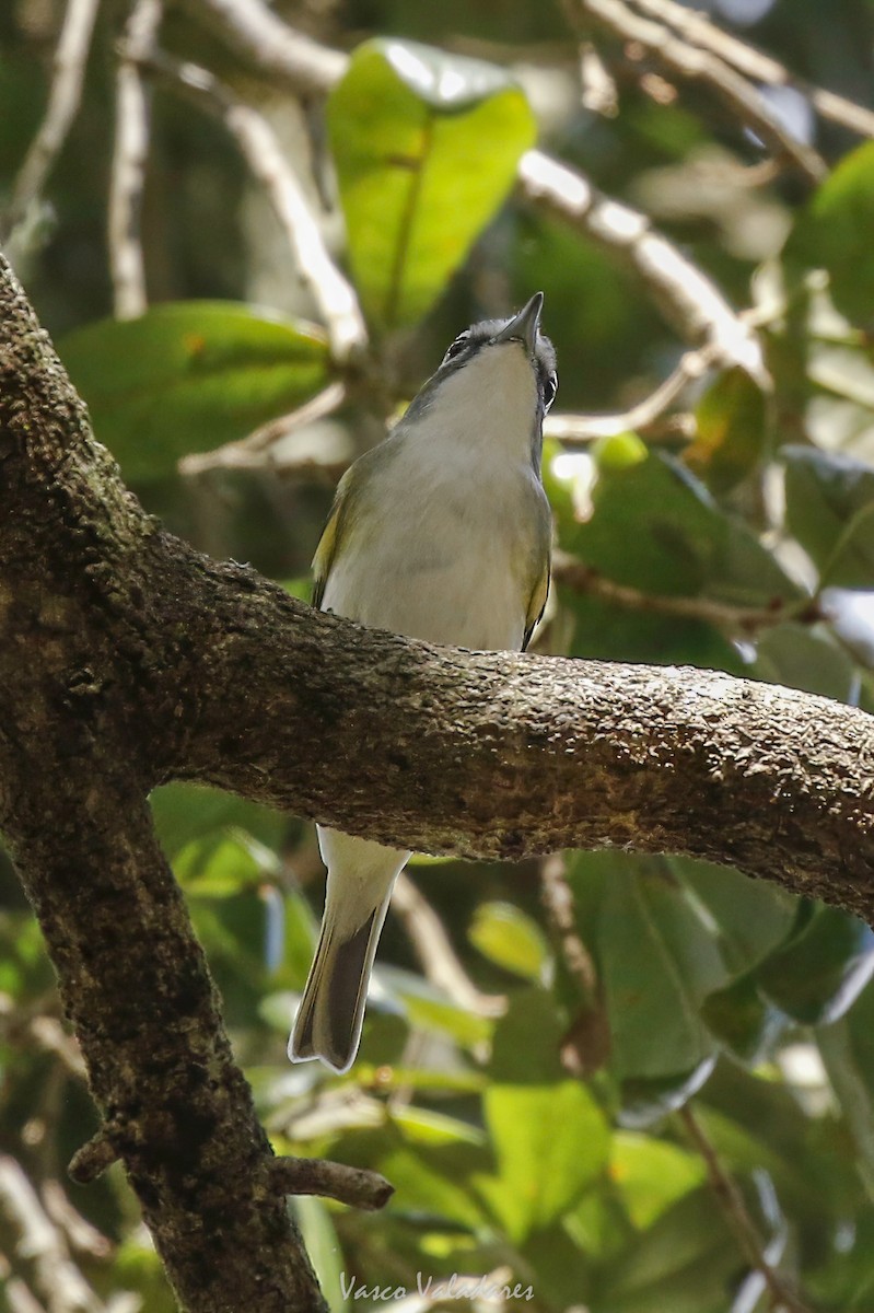 Blue-headed Vireo - ML647754304