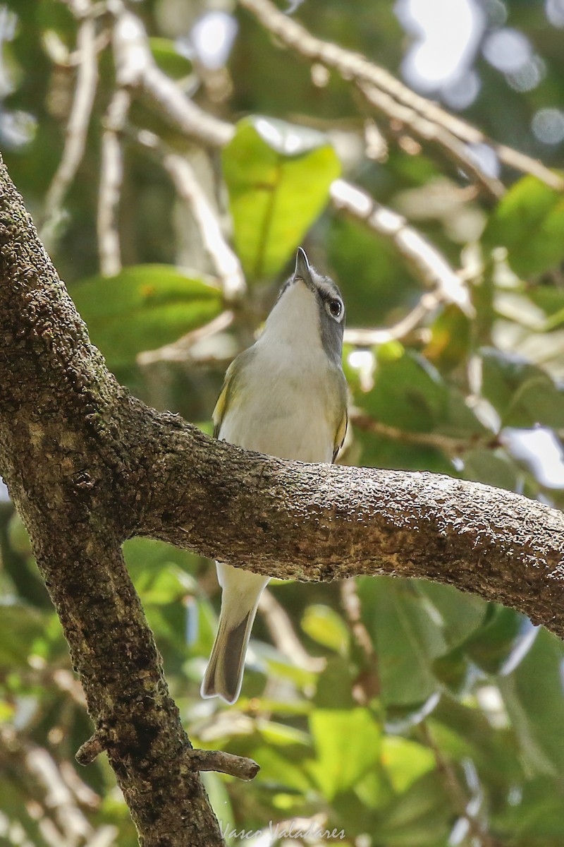Blue-headed Vireo - ML647754305