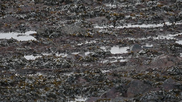 Correlimos Oscuro - ML647754306