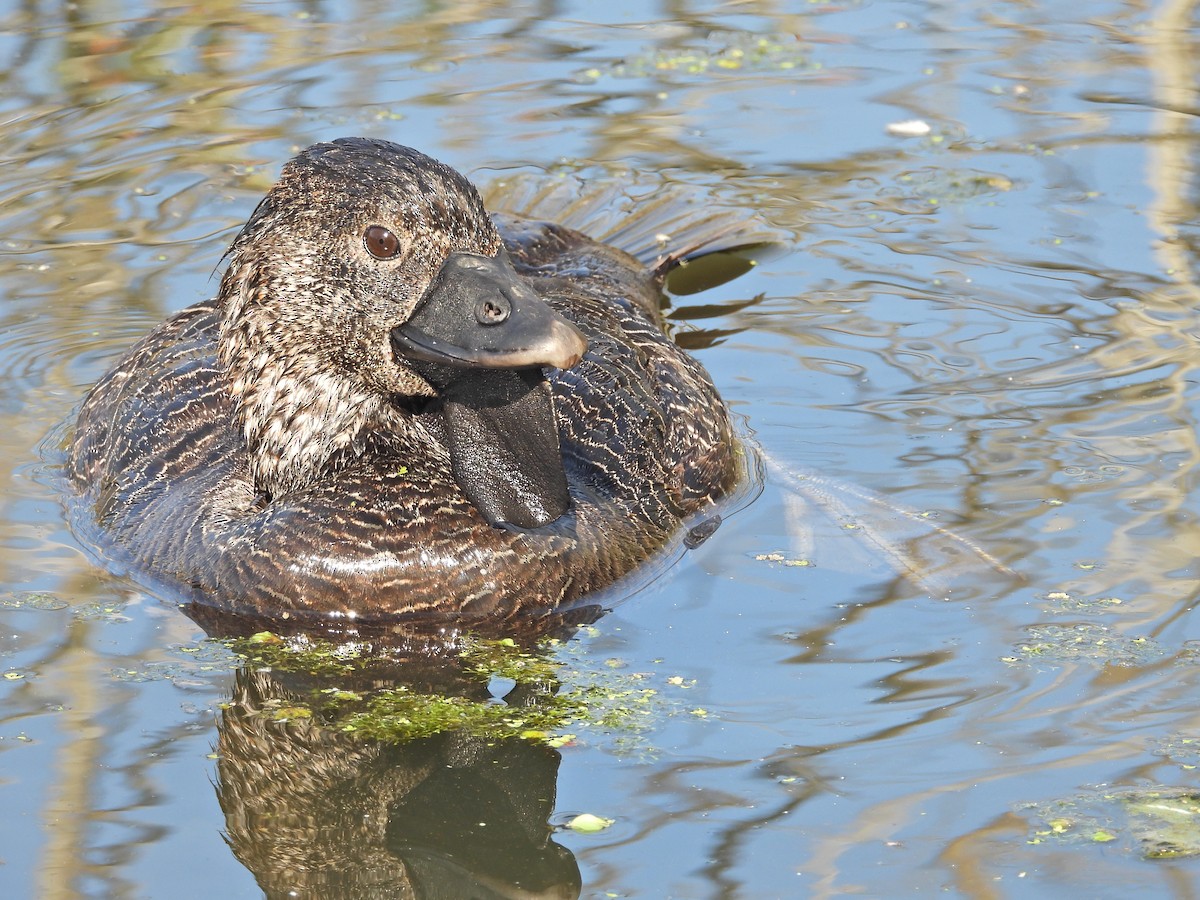 Musk Duck - ML647754308