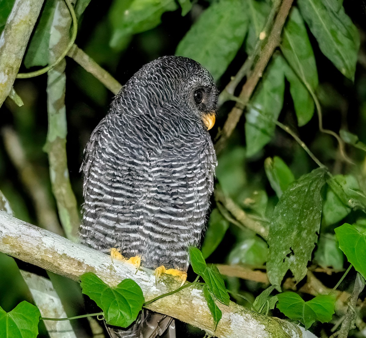 Black-banded Owl - ML647754309