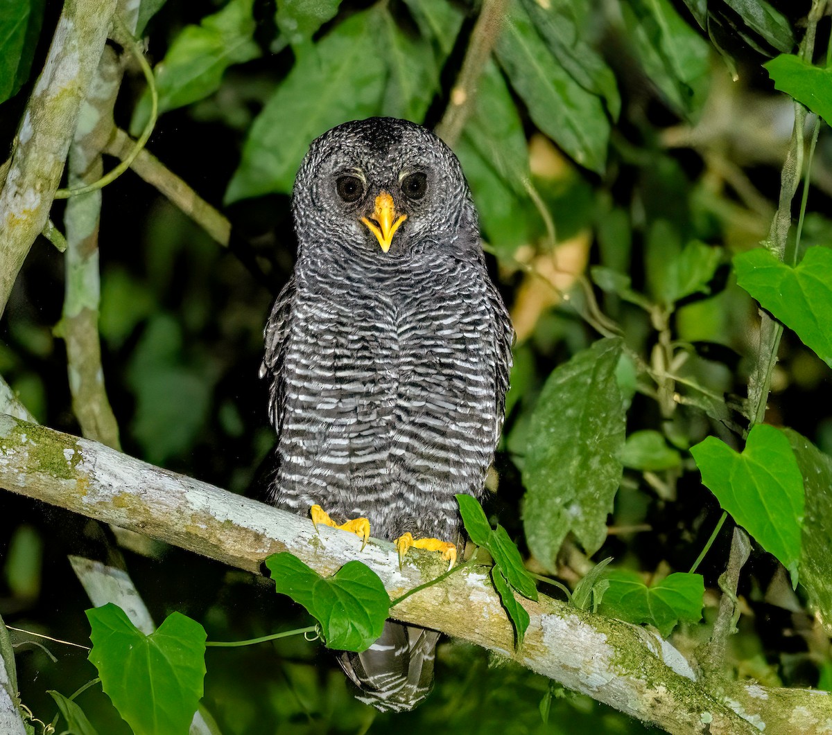 Black-banded Owl - ML647754311