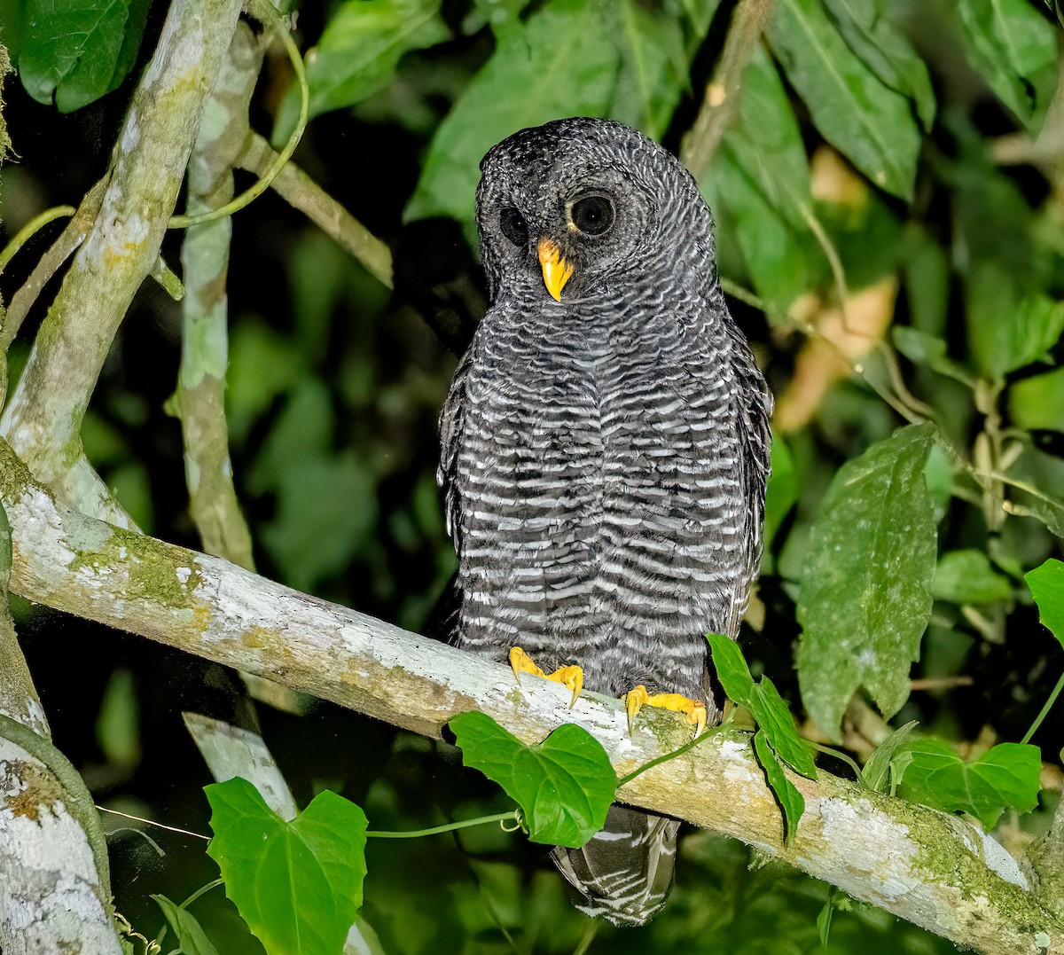 Black-banded Owl - ML647754312