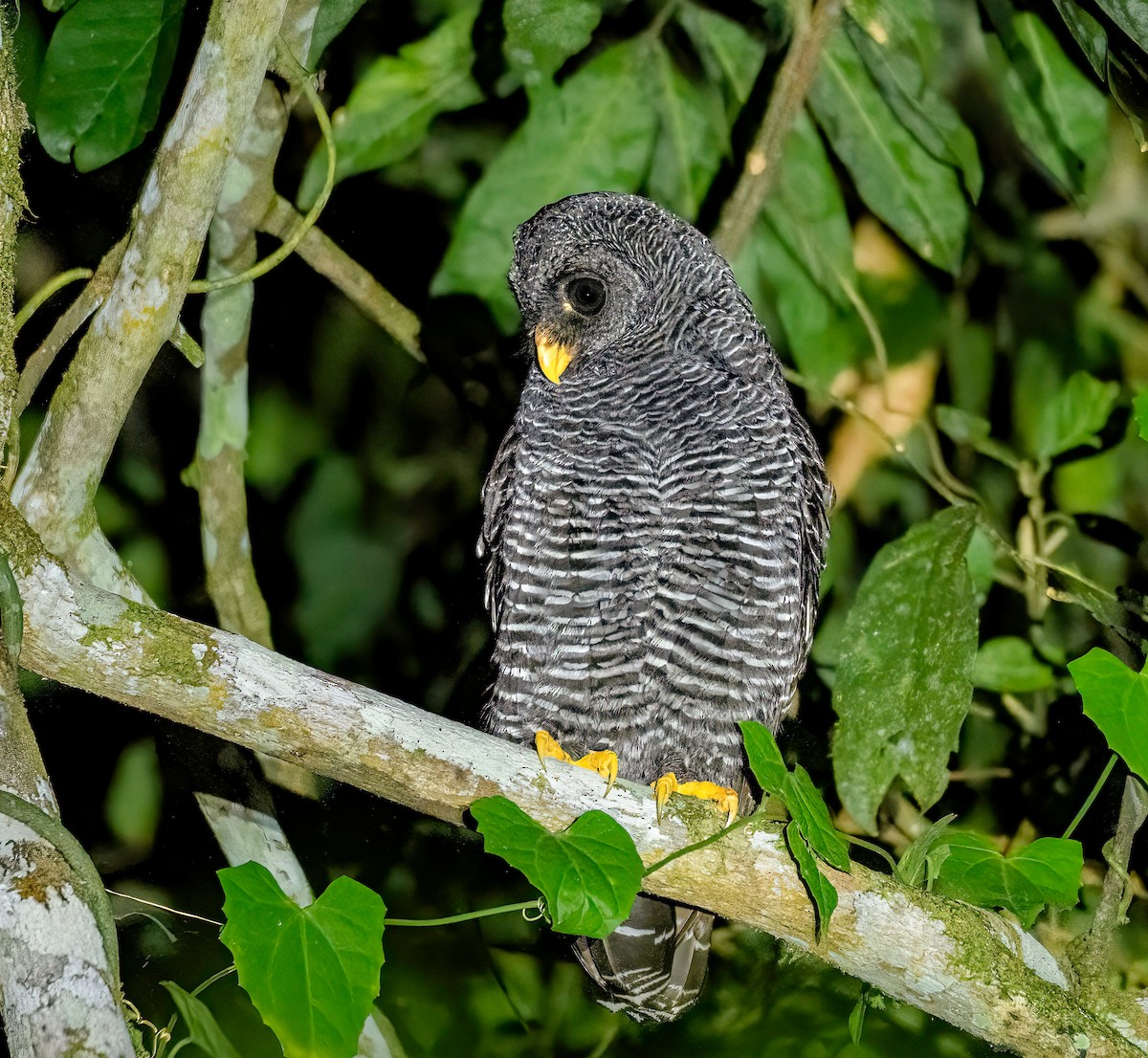Black-banded Owl - ML647754313