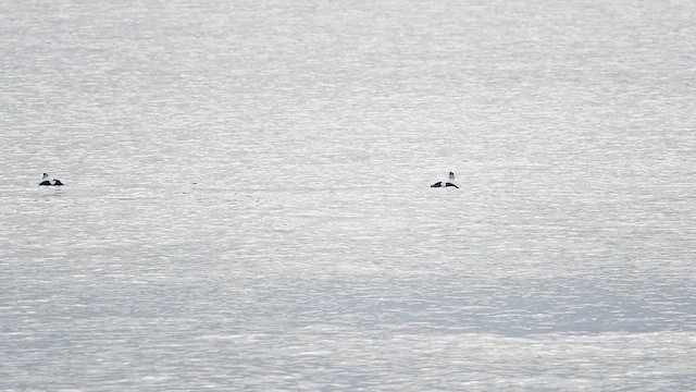 Common Eider - ML647754314